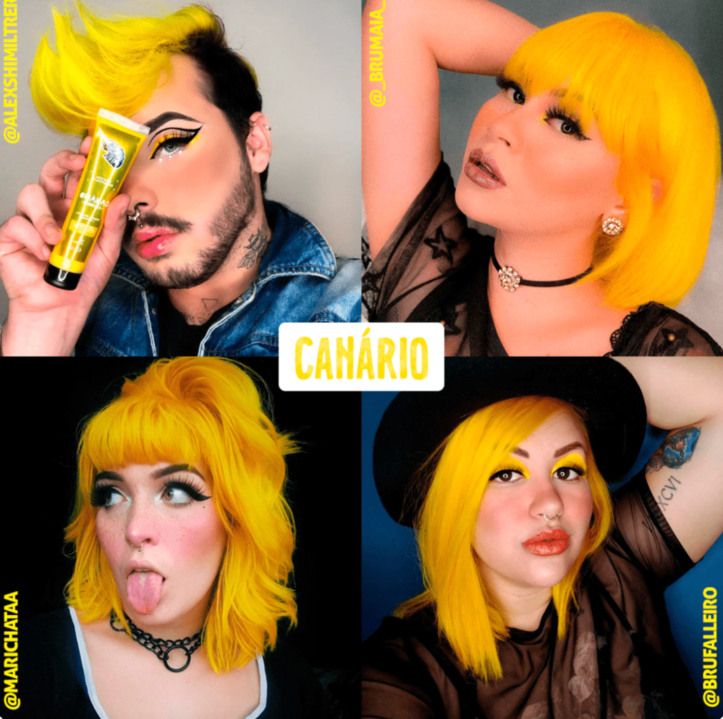 K.C. Colors Canary/ Canario